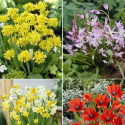Blumenzwiebeln-Mischung ‘6 Monate Blüte’ (x100) - 6 Monate Blüte am Stück