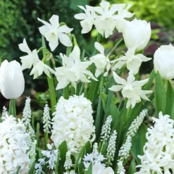 Blumenzwiebeln Weiße Rand-Mischung (x35) - Weiße Blütenpracht am Beetrand