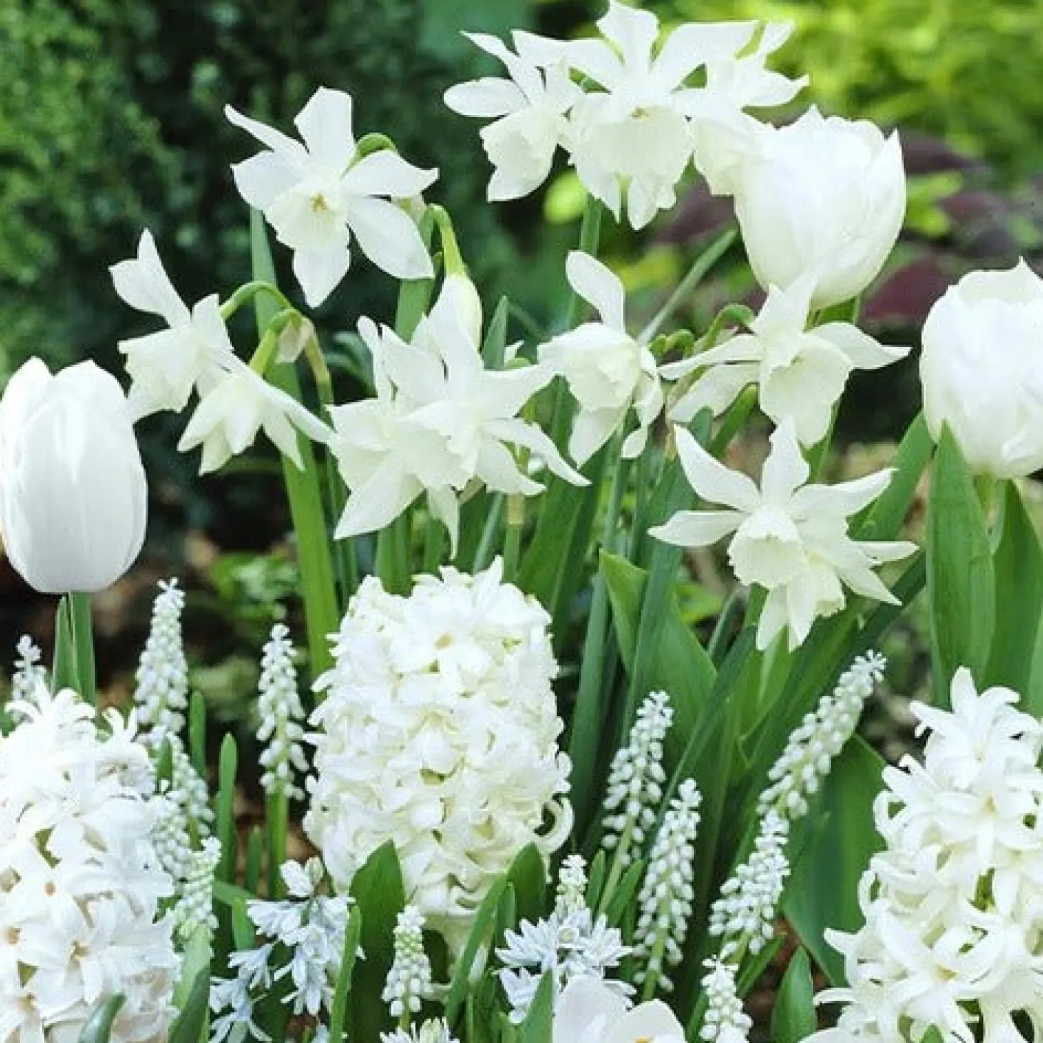 Blumenzwiebeln Weiße Rand-Mischung (x35) - Weiße Blütenpracht am Beetrand