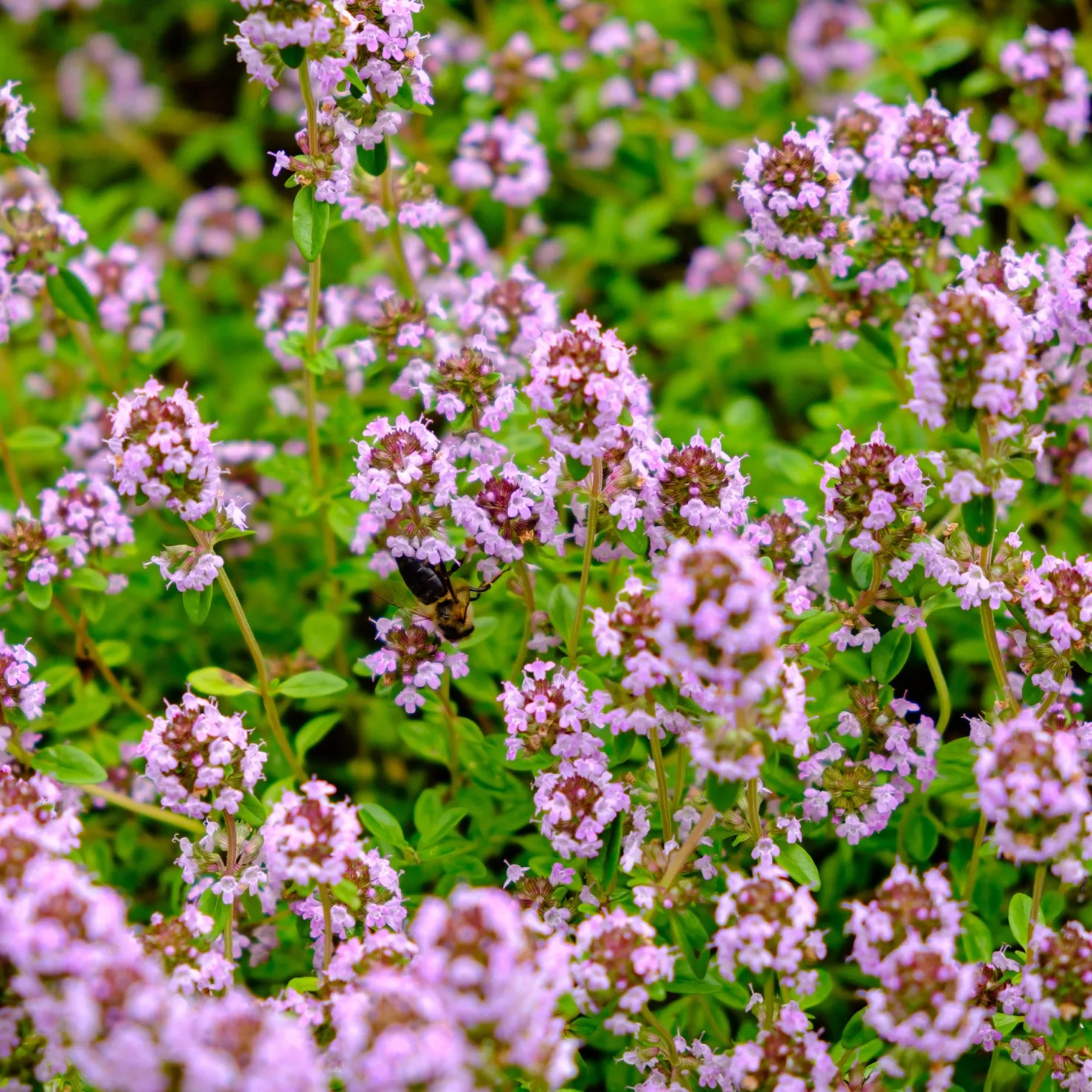 Blumiger Teppich in Rosa - Rosa Blütenteppich ganz easy