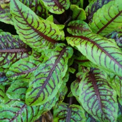 Blut-Ampfer ‘Bloody Dock’ - Zitronig-frisch im Salat