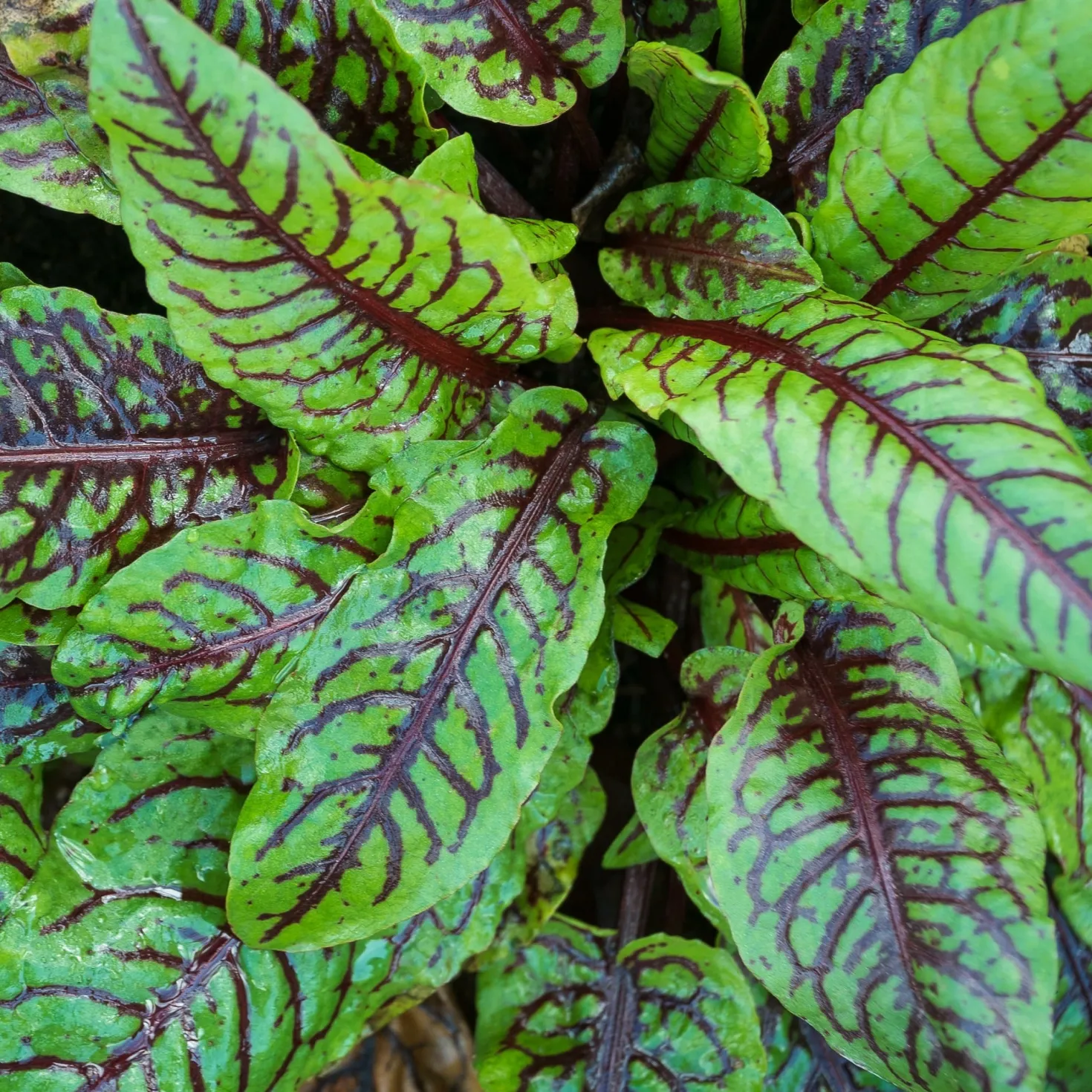 Blut-Ampfer ‘Bloody Dock’ - Zitronig-frisch im Salat