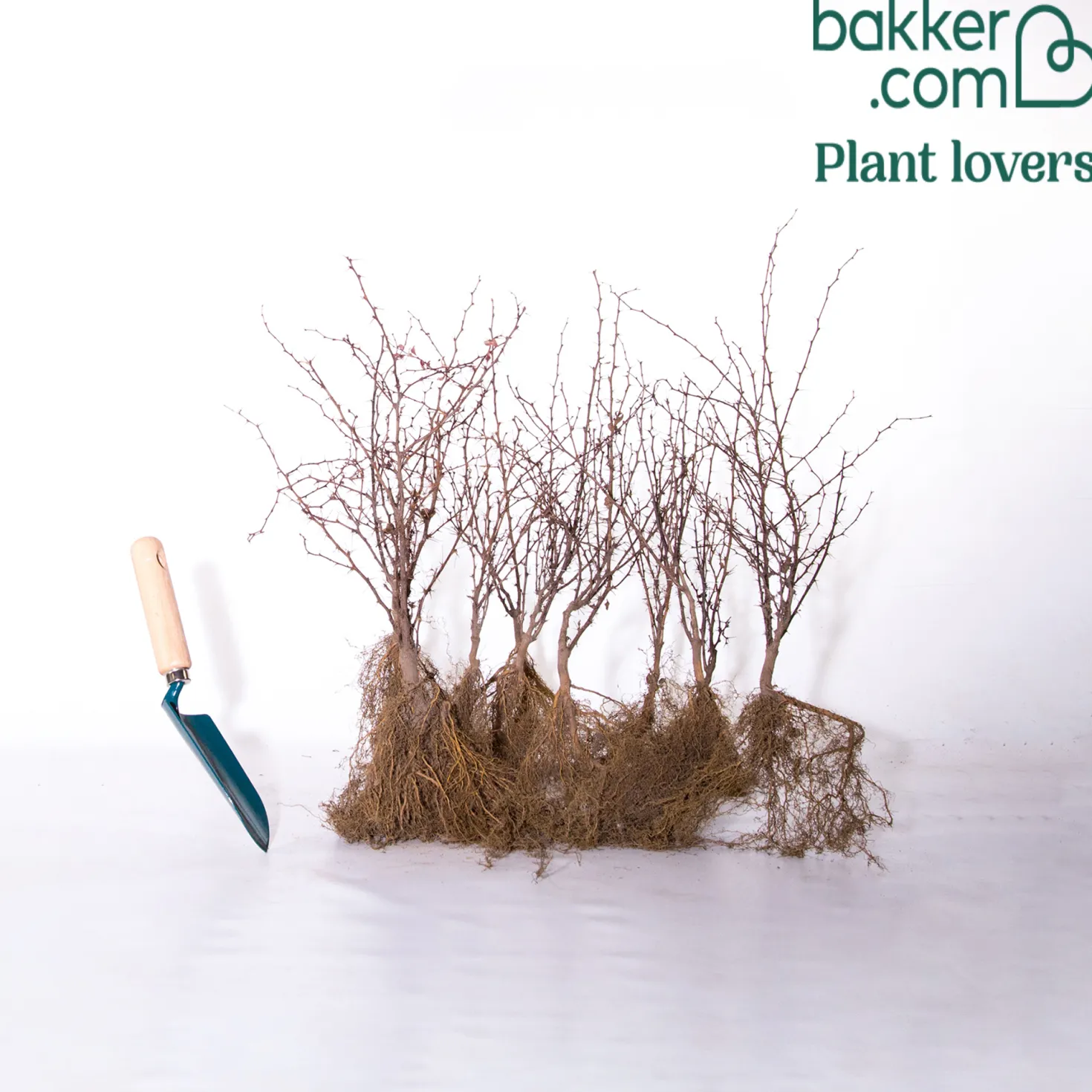 Blut-Berberitze ‘Atropurpurea’ Hecke - Rote Hecke, sofort ein Blickfang