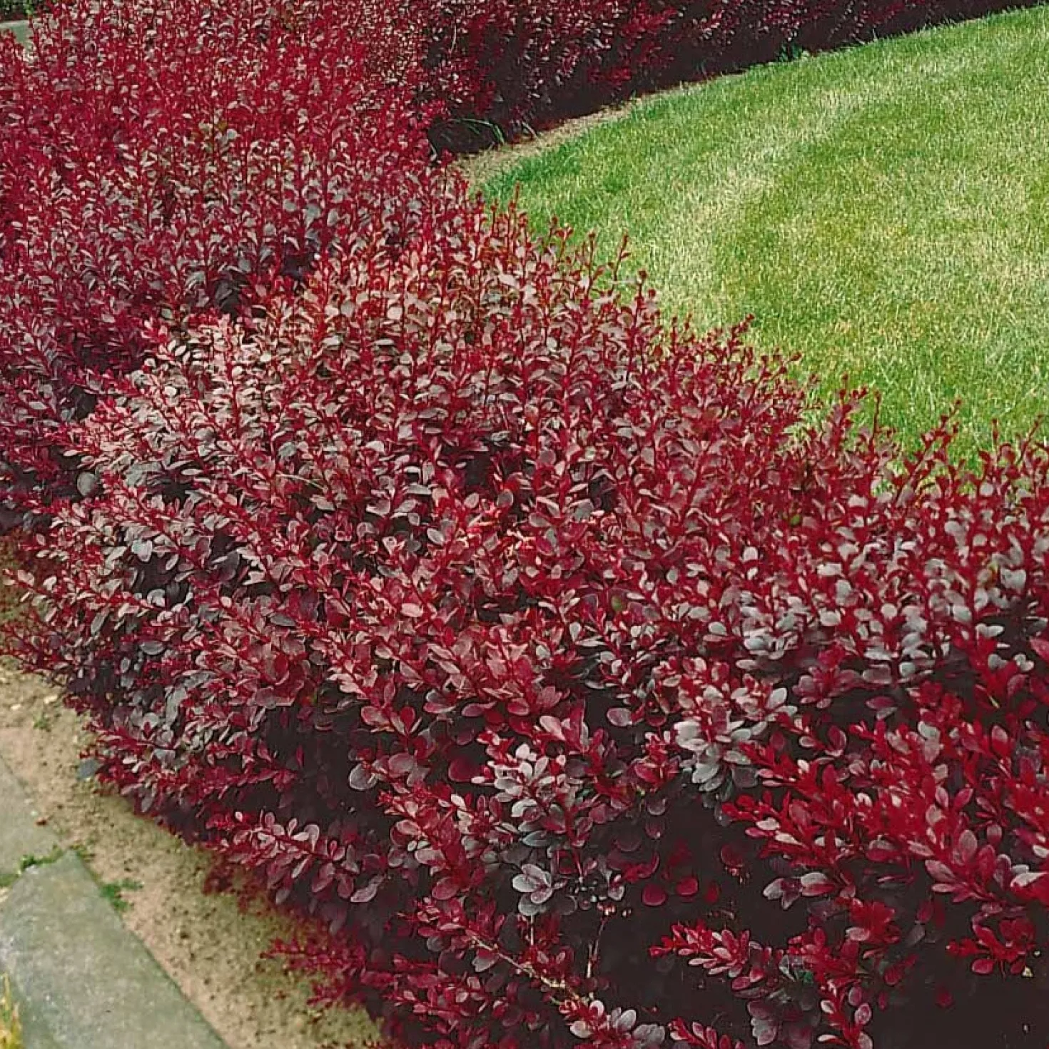 Blut-Berberitze ‘Atropurpurea’ Hecke - Rote Hecke, sofort ein Blickfang