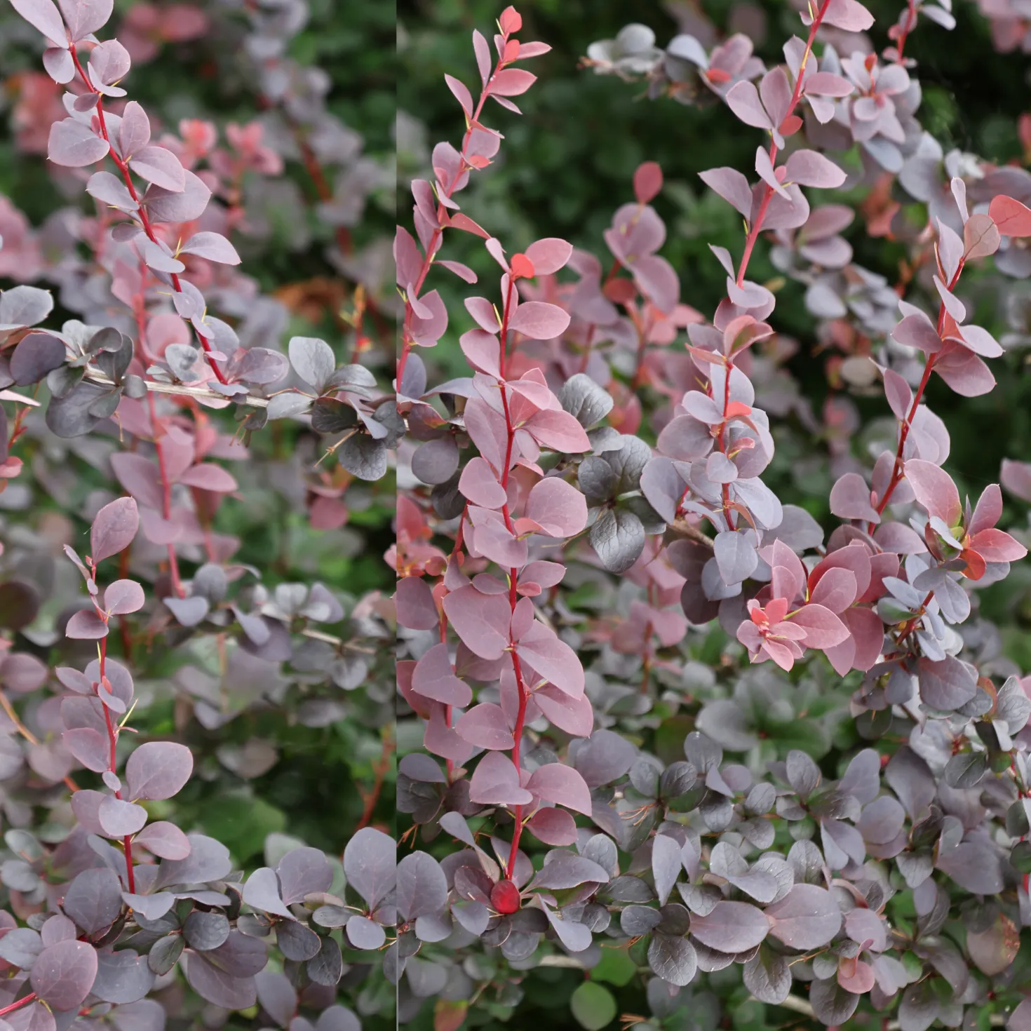 Blut-Berberitze ‘Atropurpurea’ Hecke - Rote Hecke, sofort ein Blickfang