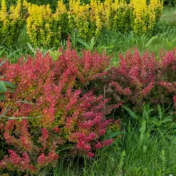 Blut-Berberitze ‘Atropurpurea’ Hecke - Rote Hecke, sofort ein Blickfang
