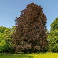 Blutbuche - Rotes Laub, große Wirkung