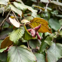 Bluthasel 'Purpurea' - Rotes Laub, echte Nüsse