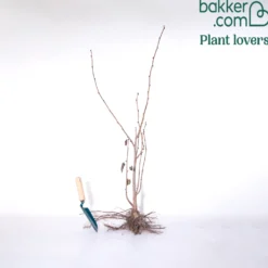 Bluthasel 'Purpurea' - Rotes Laub, echte Nüsse