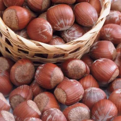 Bluthasel 'Purpurea' - Rotes Laub, echte Nüsse