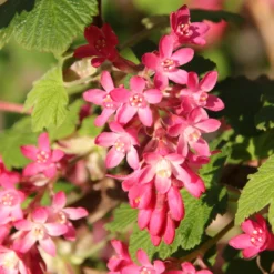Blutjohannisbeere ‘King Edward VII’ - Fuchsia-Blüten im Frühling
