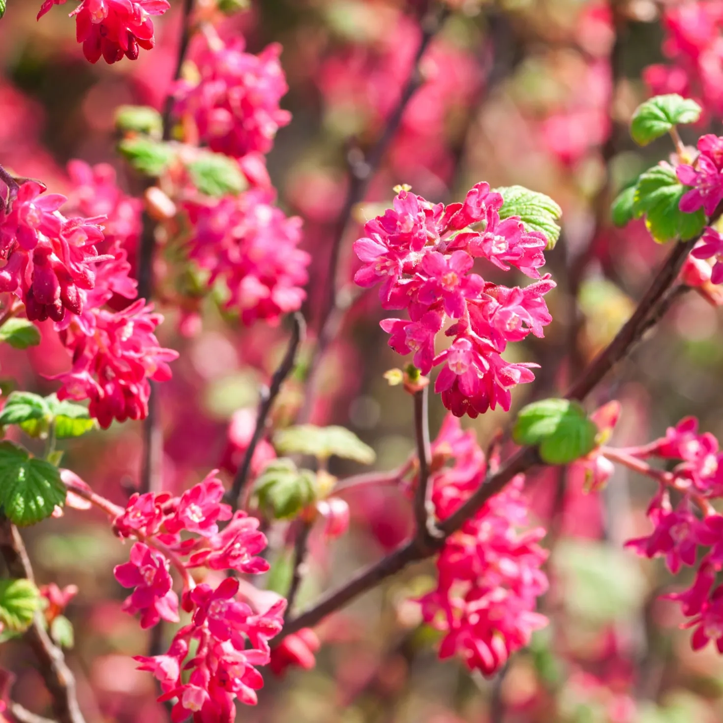 Blutjohannisbeere ‘King Edward VII’ - Fuchsia-Blüten im Frühling