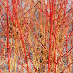 Blutroter Hartriegel Midwinter Fire - Feuerfarben im Winter