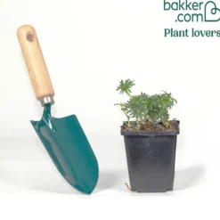 Blutrote Storchschnabel - Blütenteppich ohne Mühe
