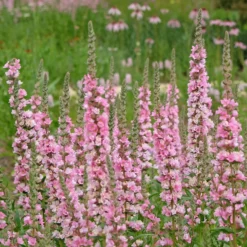 Blut-Weiderich Blush - Zarte Blüten am Wasser