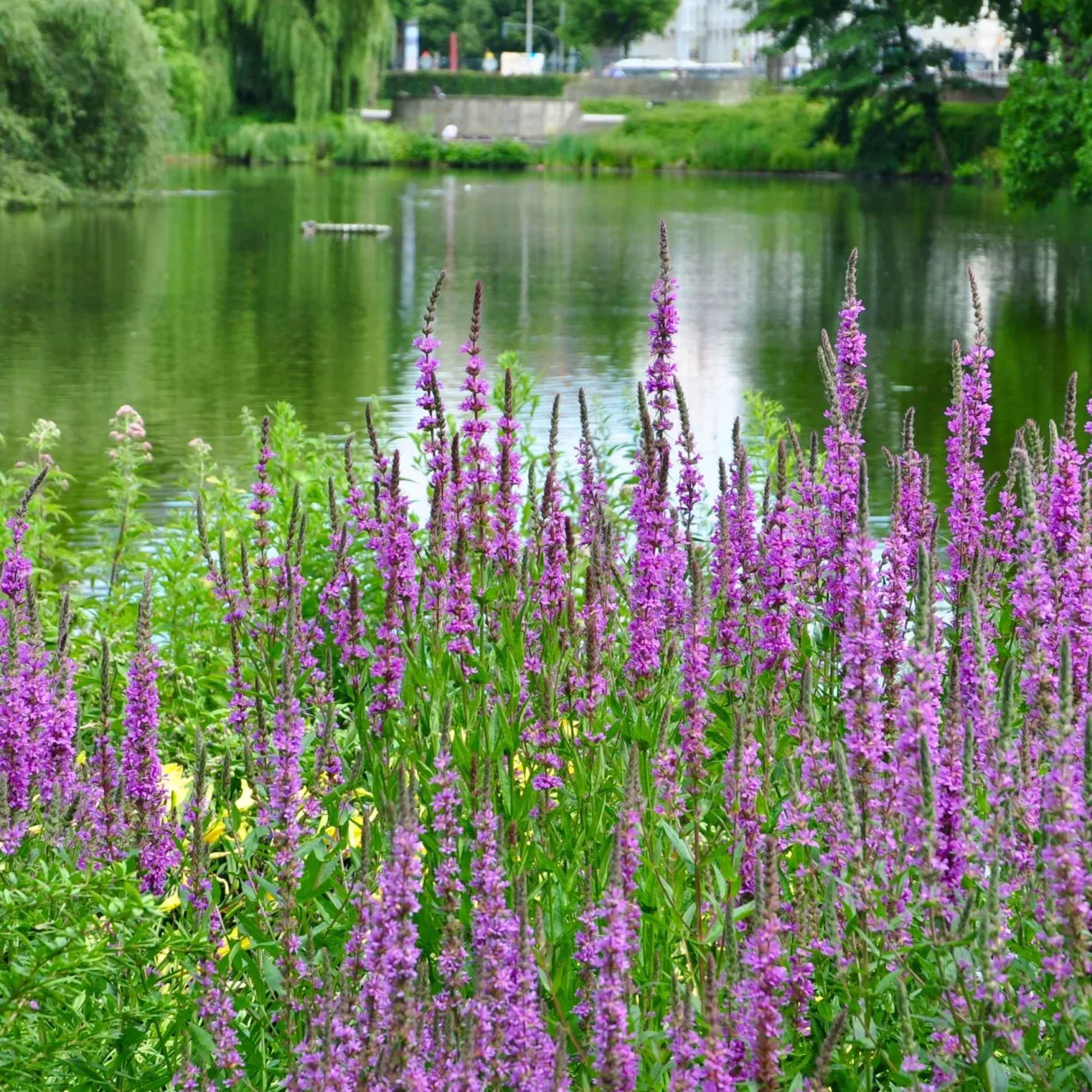 Blutweiderich - Pink am Teichrand, ganz easy