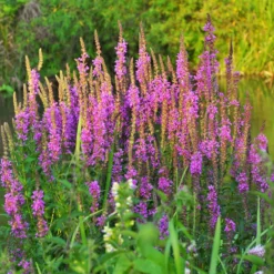 Blutweiderich - Pink am Teichrand, ganz easy