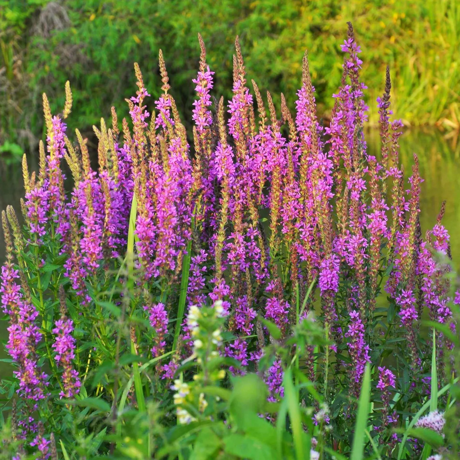Blutweiderich - Pink am Teichrand, ganz easy