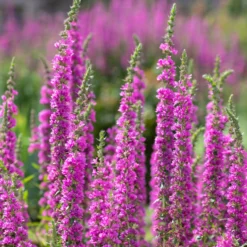 Blutweiderich - Pink am Teichrand, ganz easy