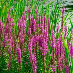 Blutweiderich - Pink am Teichrand, ganz easy