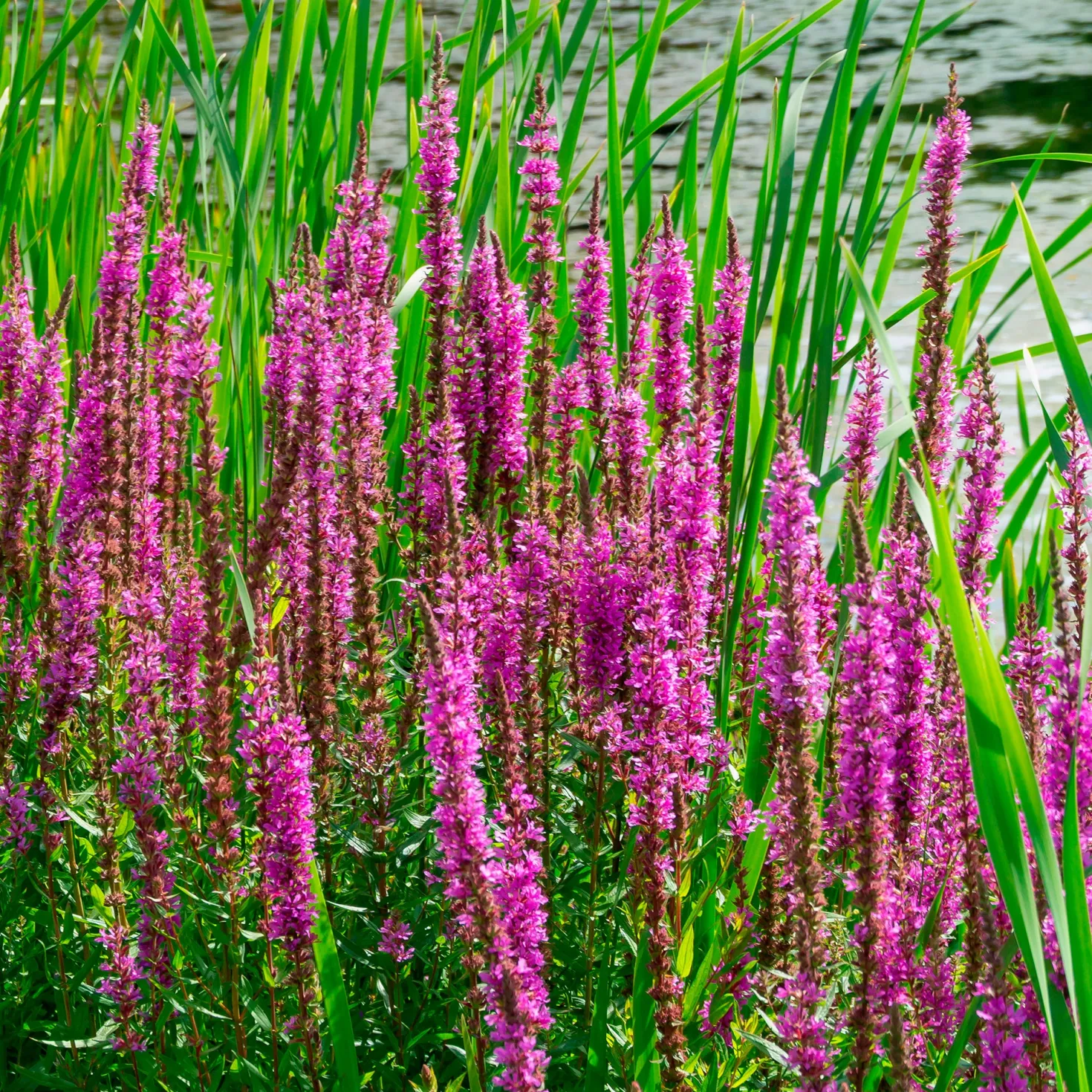 Blutweiderich - Pink am Teichrand, ganz easy