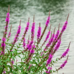 Blutweiderich ‘Robert’ - Farbe für feuchte Ecken