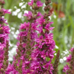 Blutweiderich ‘Robert’ - Farbe für feuchte Ecken