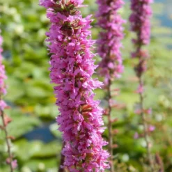 Blut-Weiderich - Rosa Blütenkerzen am Wasser