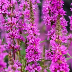 Blut-Weiderich - Rosa Blütenkerzen am Wasser