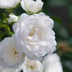 Bodendeckerrose 'Diamant' - Weißer Blütenteppich