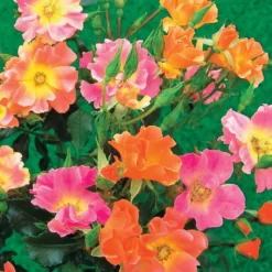 Bodendeckerrosen Happy Chappy (x3) - Blüht bunt bis in den Herbst