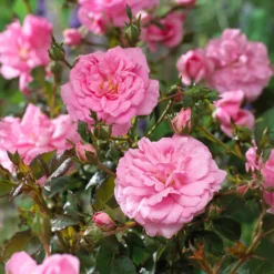 Bodendeckerrosen Mirato ® - Blütenteppich ohne Aufwand
