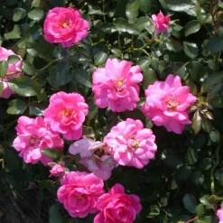 Bodendeckerrosen Mirato ® - Blütenteppich ohne Aufwand