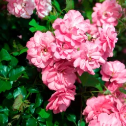 Bodendeckerrosen Mirato ® - Blütenteppich ohne Aufwand