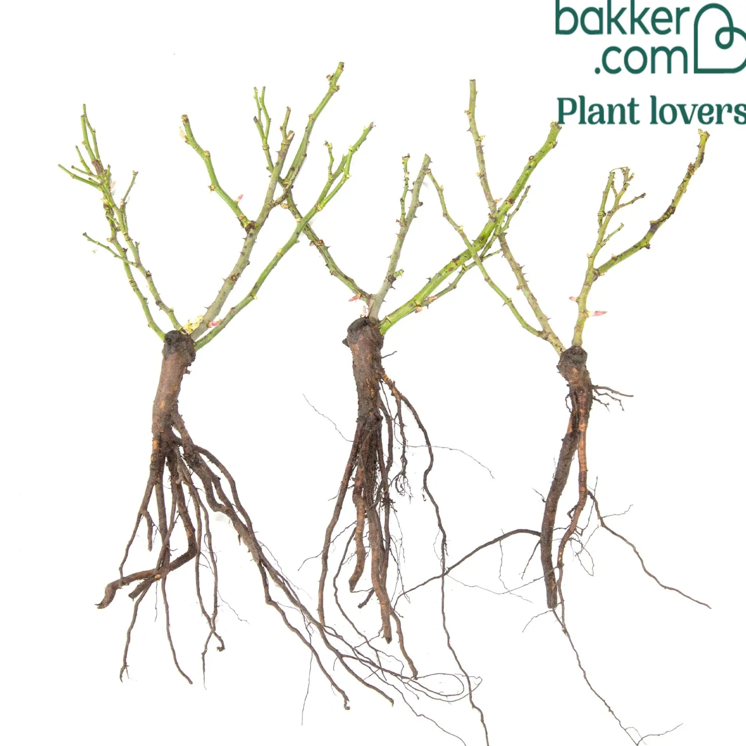 Bodendeckerrosen Mirato ® - Blütenteppich ohne Aufwand