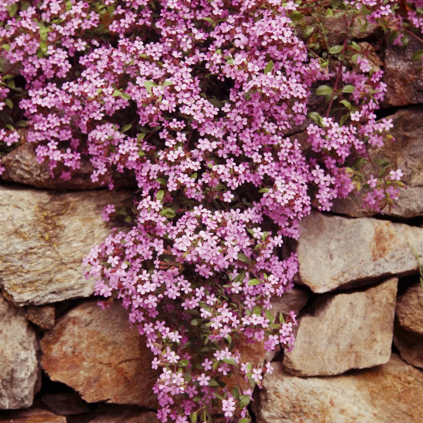 Bodendecker-Stauden Kollektion (x13) - Schneller Bodendecker-Effekt