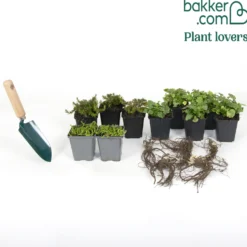 Bodendecker Stauden Mischung - Fläche ca. 2 m² - Deckt schnell und blüht
