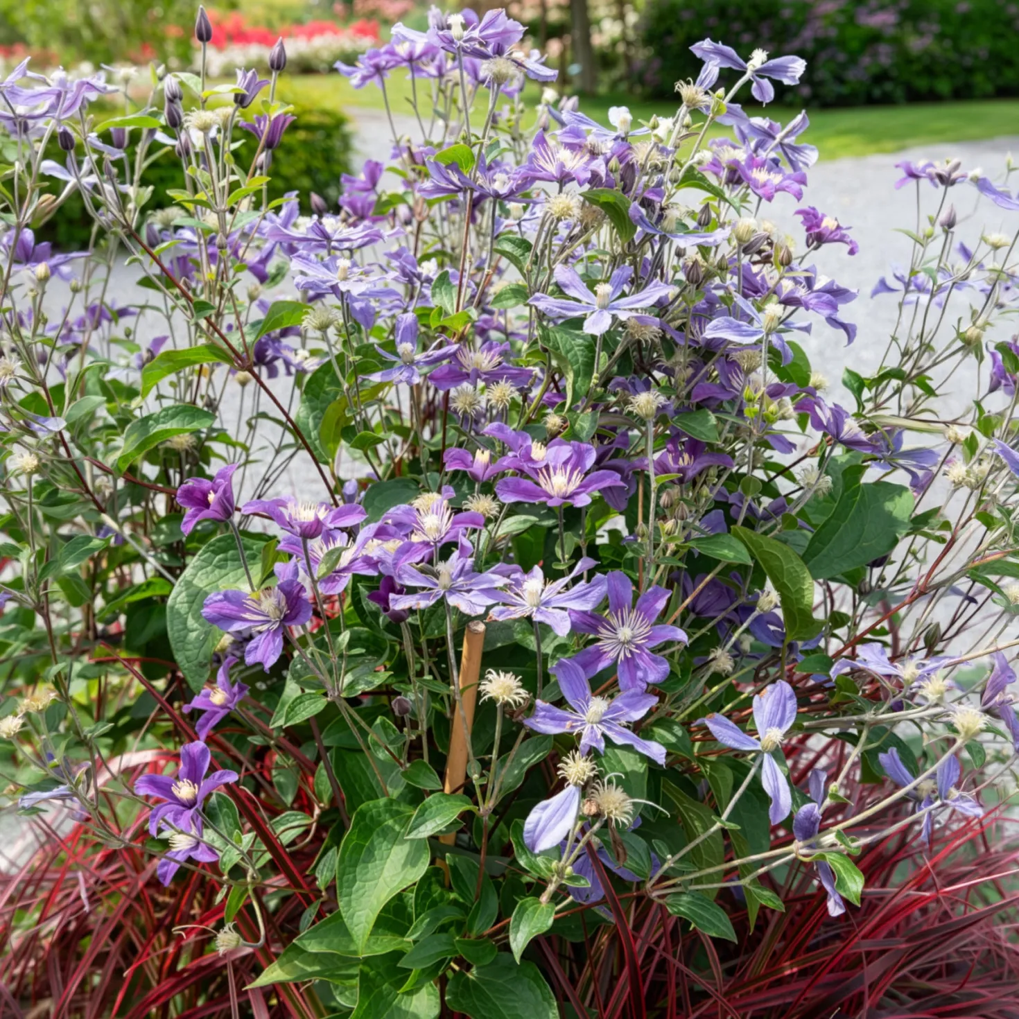 Bodendecker-Waldrebe ‘Arabella’ - Blaue Blütenwelle ohne Rankhilfe