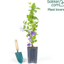 Bodendecker-Waldrebe ‘Arabella’ - Blaue Blütenwelle ohne Rankhilfe