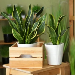 Bogenhanf Sansevieria - Grün, das nie welkt