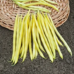 Bohnen Mischung - Drei Bohnen, eine Ernte