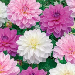 Bonesta Dahlien Mischung (weiß, rosa, gestreift) (x6) - Blütenfülle für die Vase