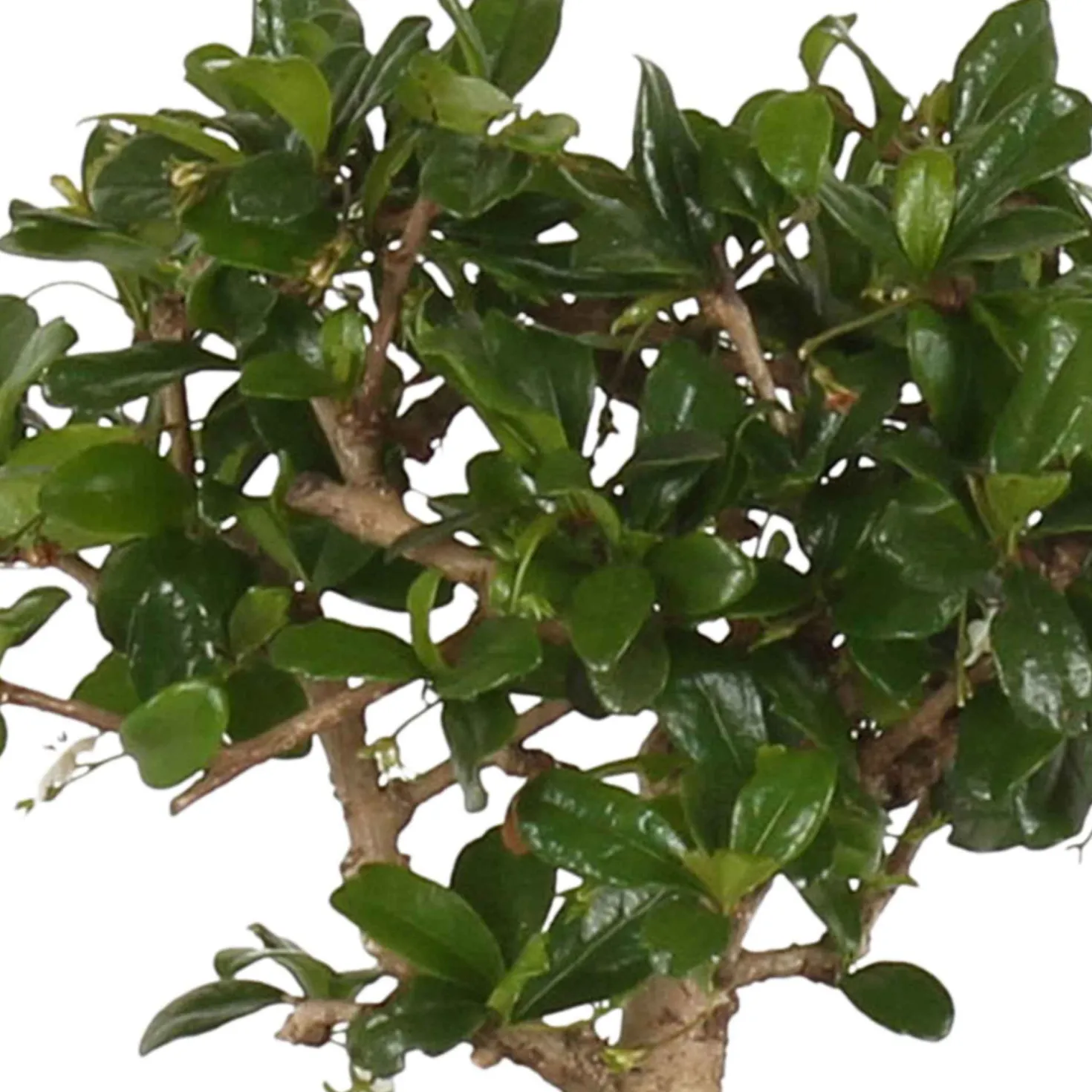Bonsai Carmona - Miniaturbaum mit Blüten