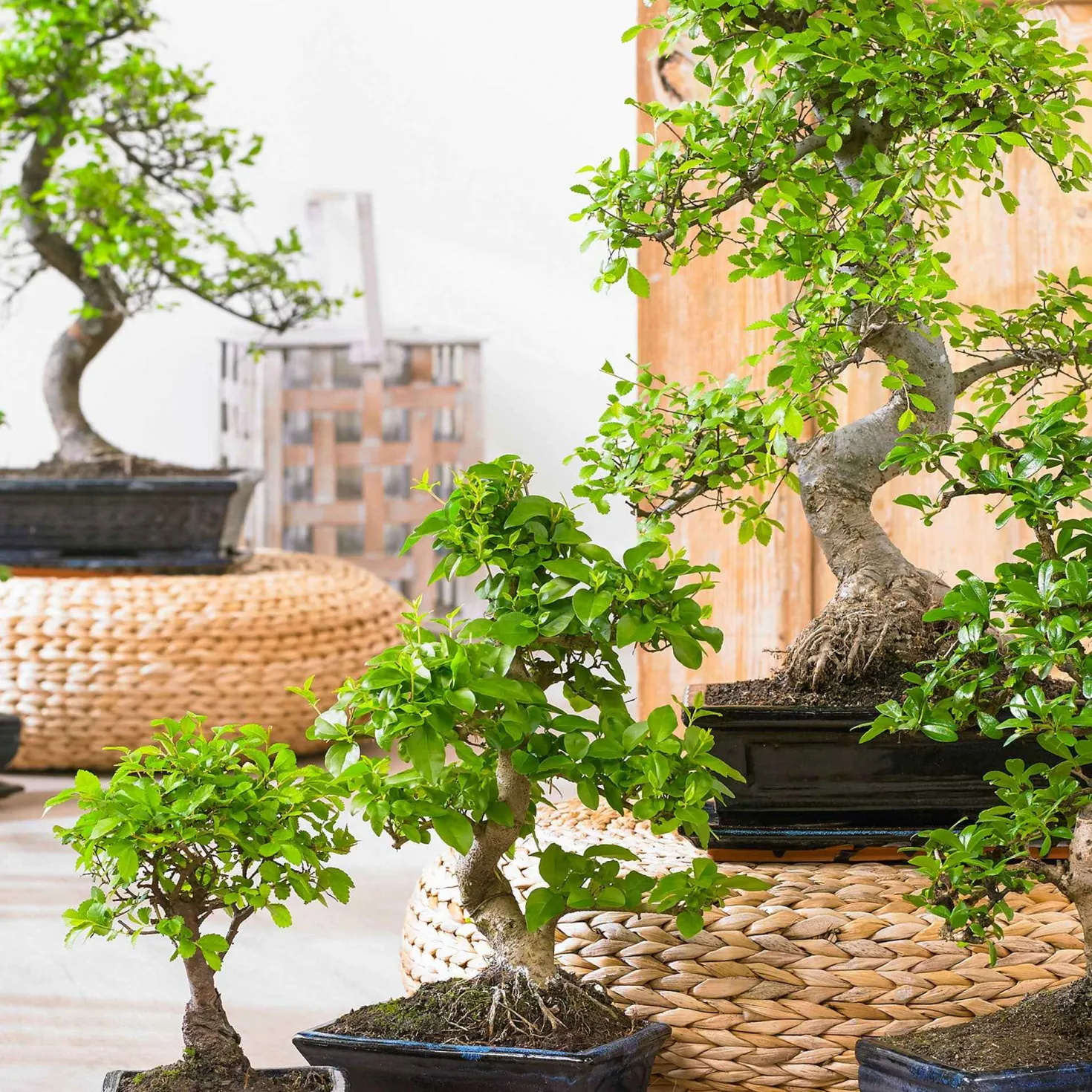 Bonsai Carmona - Miniaturbaum mit Blüten