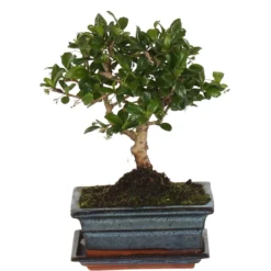 Bonsai Carmona - Miniaturbaum mit Blüten
