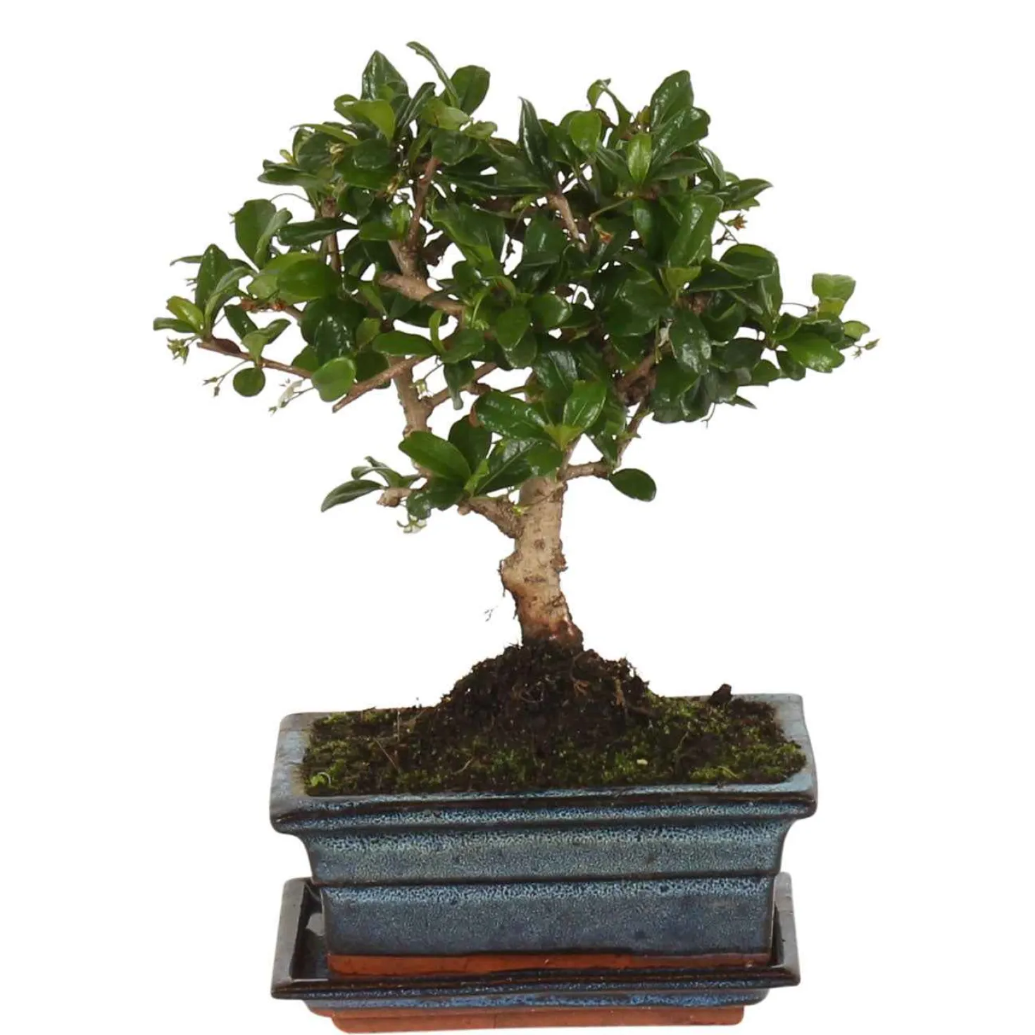 Bonsai Carmona - Miniaturbaum mit Blüten