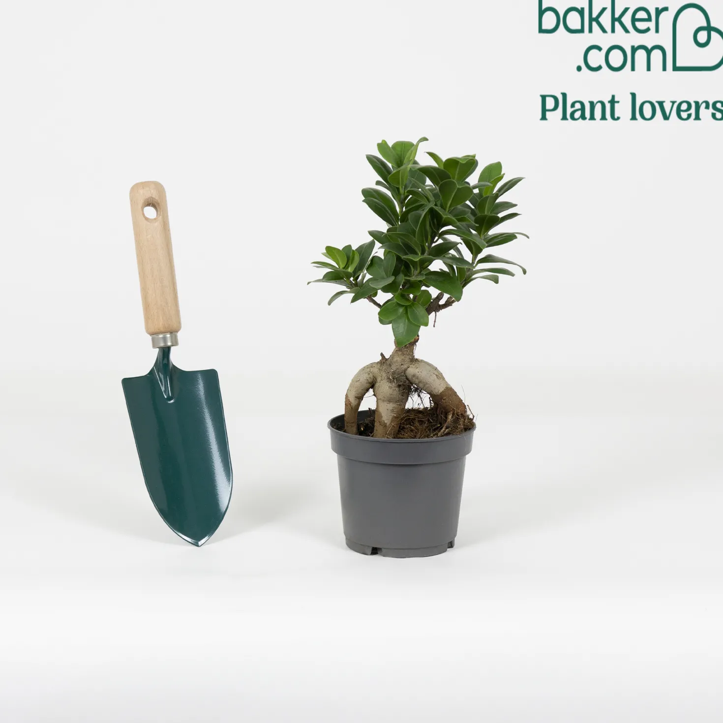 Bonsai Ficus 'Ginseng' - Sofort Bonsai-Feeling