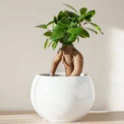 Bonsai Ficus 'Ginseng' - Sofort Bonsai-Feeling