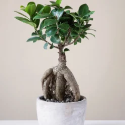 Bonsai Ficus 'Ginseng' - Sofort Bonsai-Feeling