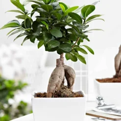 Bonsai Ficus 'Ginseng' - Sofort Bonsai-Feeling